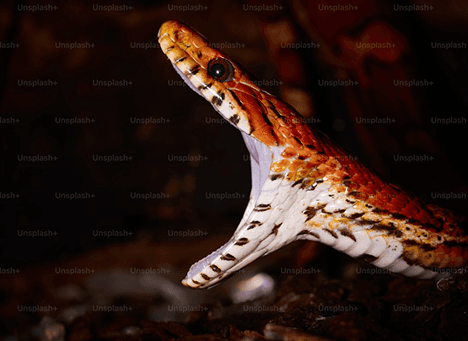 A snake with its mouth open